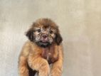 Shih Tzu Puppy