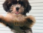 Shih Tzu puppy
