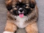 Shih Tzu Puppy