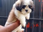 Shih Tzu puppy