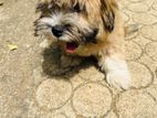 Shih Tzu Puppy
