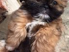 Shih Tzu Puppy
