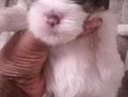 Shih Tzu Puppy