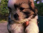 Shih Tzu puppy