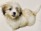 Shih Tzu Puppy