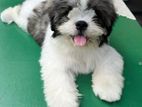 Shih Tzu Puppy