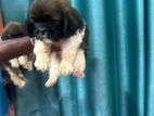 Shih Tzu Puppy