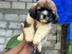 Shih Tzu Puppy