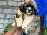 Shih Tzu Puppy