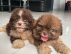 Shih Tzu Puppy