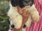 Shih Tzu Puppy