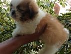 Shih Tzu Puppy