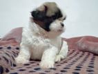 Shih Tzu Puppy