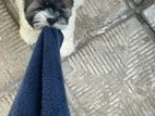 Shih Tzu Puppy