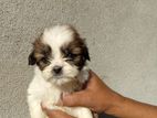 Shih Tzu Puppy