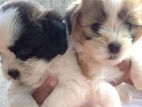 Shih Tzu Puppy