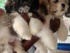 Shih Tzu Puppy