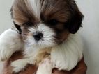 Shih Tzu Puppy