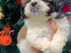 Shih Tzu Puppy