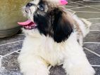 Shih Tzu Puppy