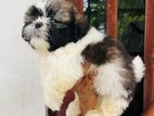 Shih Tzu Puppy