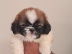 Shih Tzu Puppy