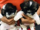 Shih-Tzu puppy