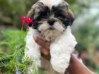 Shih Tzu Puppy
