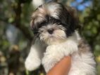 Shih Tzu Puppy