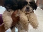 Shih Tzu Puppies