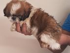 Shih Tzu Puppy