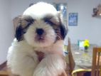 Shih Tzu Puppy