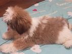 Shih Tzu Puppy