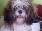 Shih Tzu Puppy