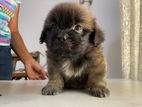 Shih Tzu Puppy