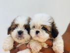 Shih Tzu Puppy