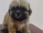 Shih Tzu Puppy