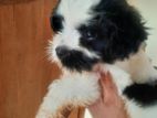 Shih Tzu Puppy