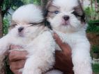 Shih Tzu Puppy