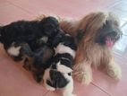 Shih Tzu Puppy