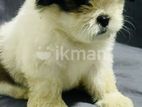 Shih Tzu Puppy