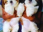 Shih tzu puppy