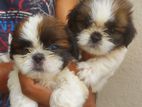 Shih Tzu Puppy