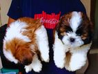 shih tzu puppy