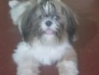 Shih Tzu Puppy