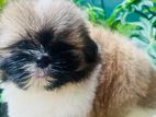 Shih Tzu Puppy