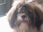 Shih Tzu Puppy