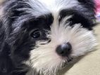 Shih Tzu Puppy