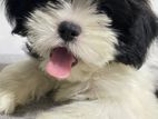 Shih Tzu Puppy