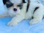 Shih Tzu Puppy
